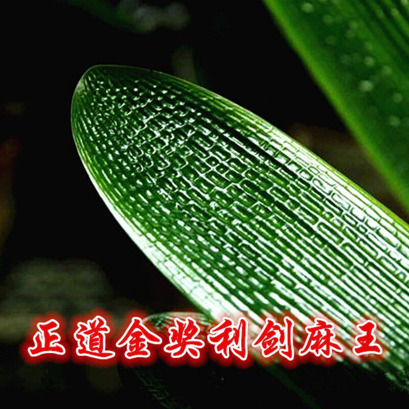 长春正道精品君子兰 中华利剑麻王塔座 国兰小苗坑纹油匠技师大桥