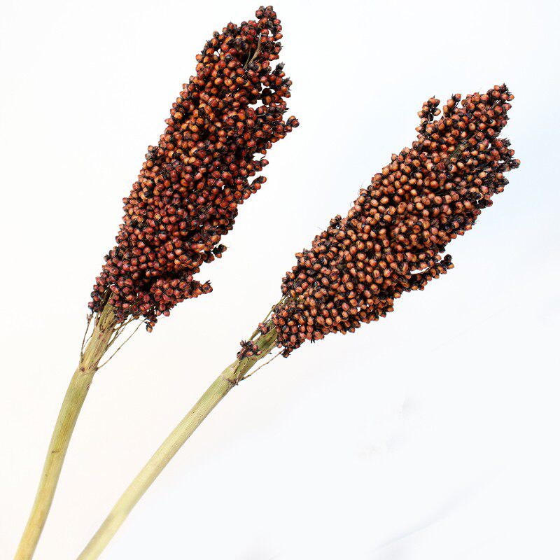 高粱穗永生花彩色云南真干花天然客厅餐厅咖啡厅装饰diy白色干枝