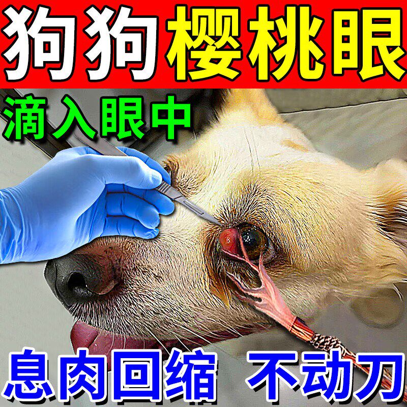 狗狗樱桃眼滴眼液狗狗第三眼睑增生腺体脱出眼水眼息肉眼睛发红