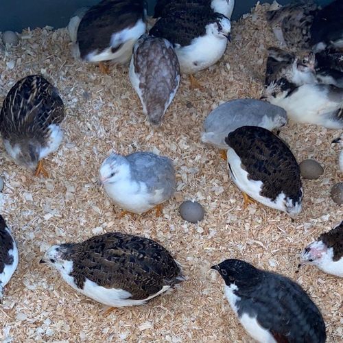 宠物鸡可孵化网红鸡受精种蛋新鲜迷你阳台鸡蛋德系纯白礼服受精卵