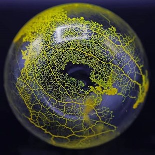 黏菌宠物菌种粘菌迷宫曳尾菌史莱姆饲养套装学生小型宿舍好养宠物