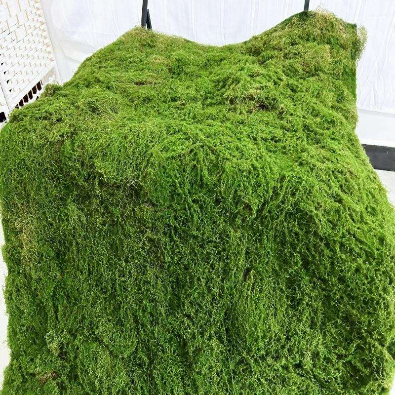 带苞丝底珍珠棉植绒毛苔藓地毯永生青苔墙园林软装假山沙盘造景