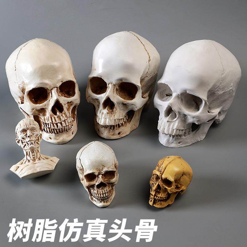 可水洗树脂素描头骨美术教具模型画室艺考美术生用写生静物石膏头