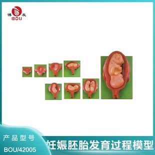 博友 胎儿妊娠发育过程模型 BOU/JS-414