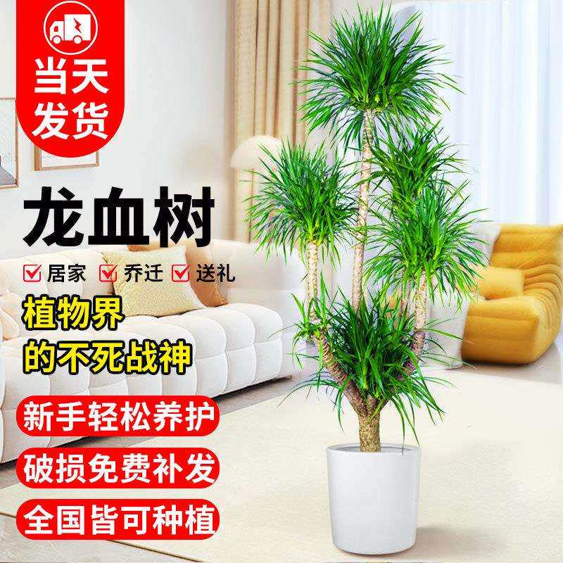 龙血树大型客厅旺宅绿植室内盆栽大盆景龙铁龙须树办公室落地植物