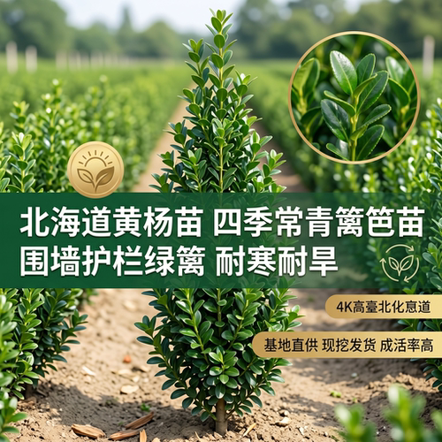 耐寒冬青黄杨苗庭院绿篱围墙