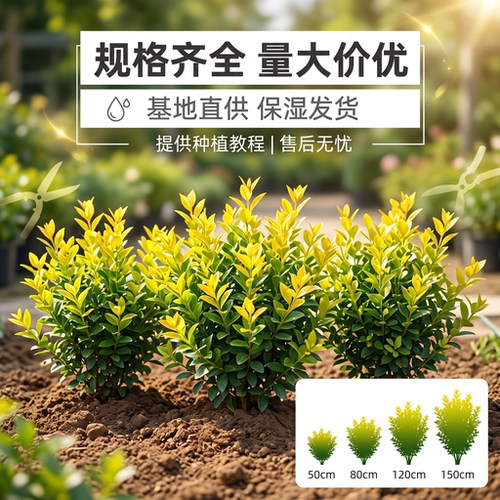 金叶女贞树苗常青耐旱耐阴耐寒