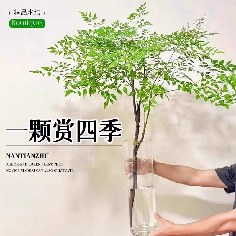 南天竹水培植物室内盆栽水养绿植客厅桌面鲜切花卉好养活观叶植物