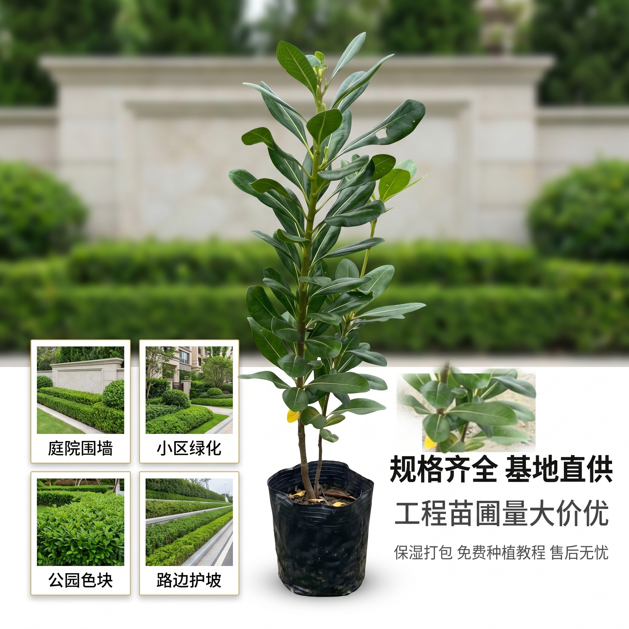 海桐树苗庭院园林绿篱笆植物围墙四季常青造型绿植盆景盆栽工程苗