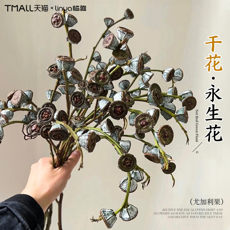 尤加利果天然干花永生花材高级感真花插花束花艺客厅装饰摆设大枝