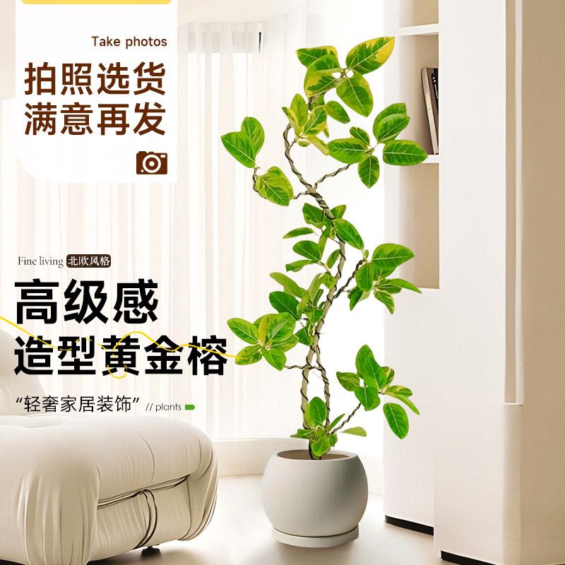 客厅绿植黄金榕办公室花叶橡皮树好养富贵榕树室内外大型植物盆栽