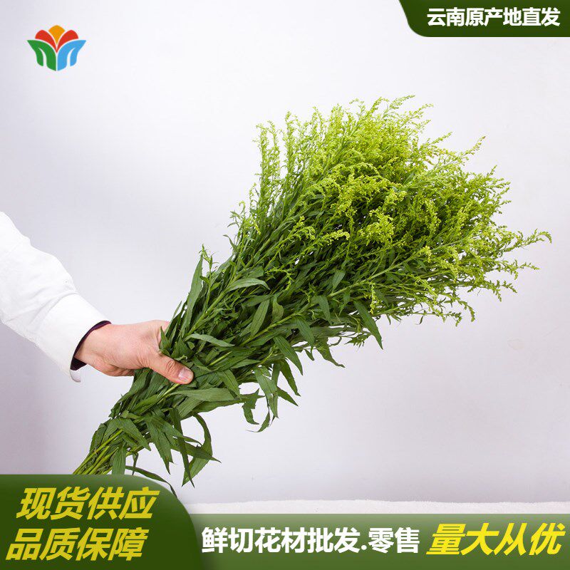 新鲜黄莺草鲜花云南直批黄英婚庆活动装饰花材节日花束配花配叶