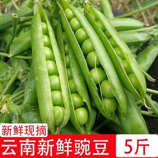 【现摘现发】豌豆带壳青豆角粒云南应当季农家蔬菜甜豆子整箱包邮