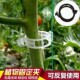 大棚黄瓜番茄西红柿绑蔓夹吊秧夹落蔓夹扶蔓夹落秧夹大棚吊蔓夹子