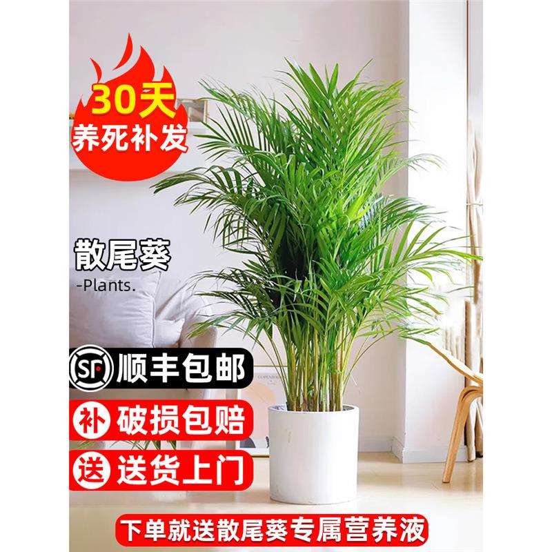 散尾葵凤尾竹盆栽室内客厅大型绿植吸甲醛植物四季常青富贵椰花卉