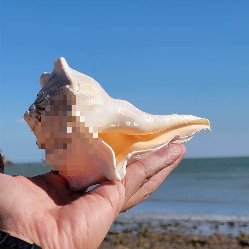天然海螺贝壳珊瑚摆件左旋螺号角螺大海星吹响螺居家摆件