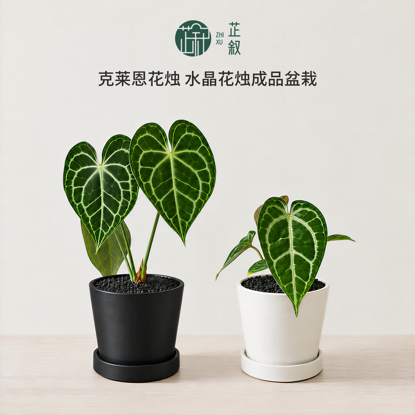 芷叙水晶克莱恩花烛热植盆栽室内观叶绿植客厅桌面植物圣诞节礼物