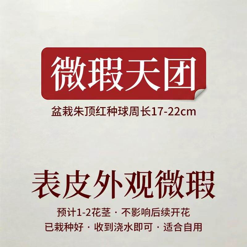 朱顶红微瑕疵自用友好办公室桌面懒人植物盆栽