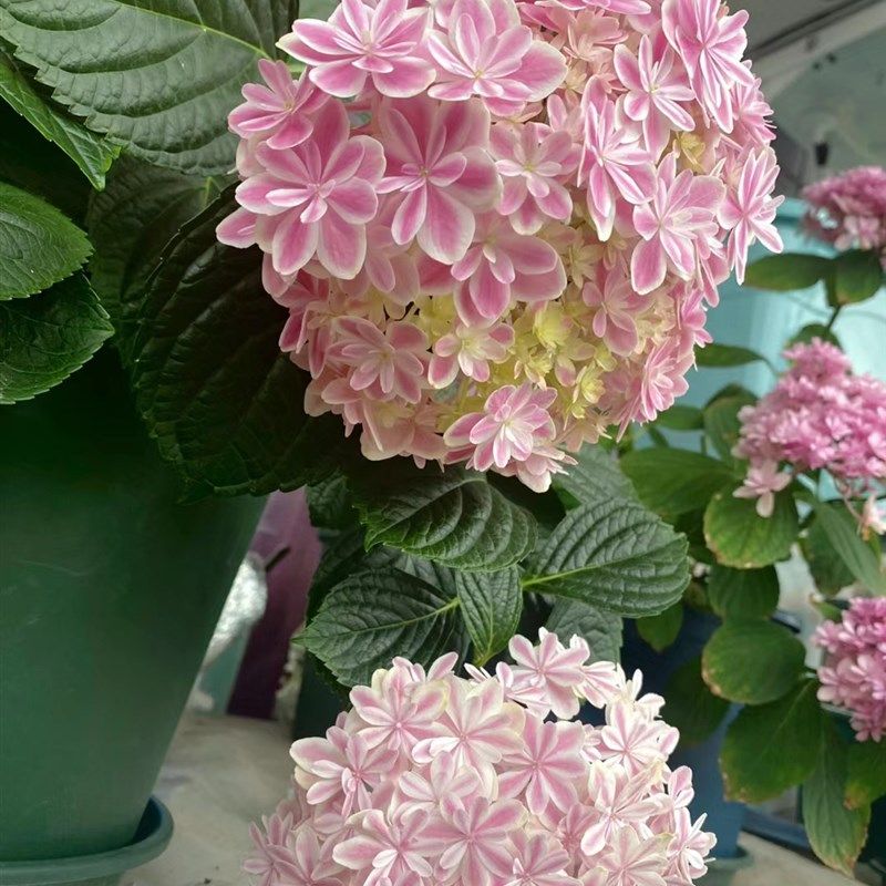万华镜品种开花多年生大花绣球八仙花阳台庭院绿植可调色好养爆盆