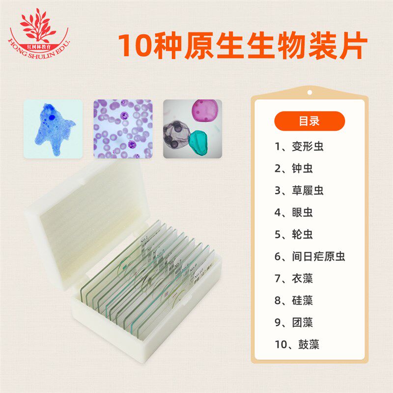10种种原生动物装片套装眼虫钟虫轮虫团藻鼓藻显像清晰显微玻片