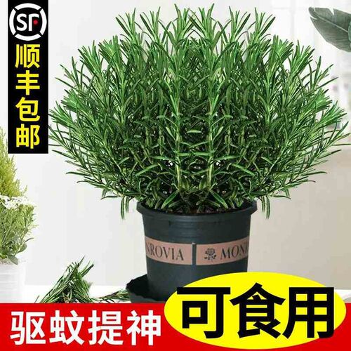Lavender potted plant true flower big seedling bract fresh