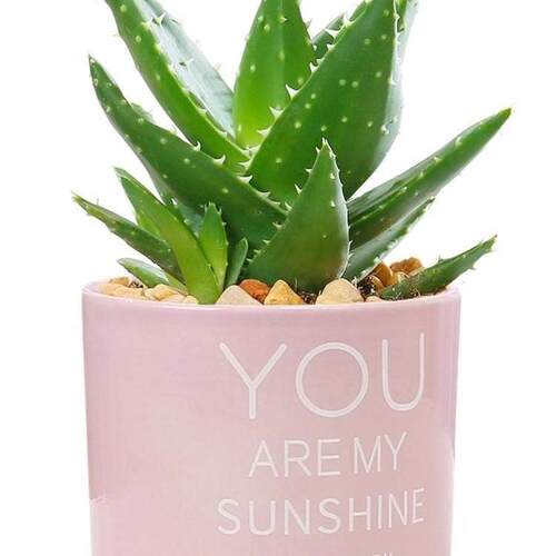 new Small potted succulent plant aloe vera office flowers e