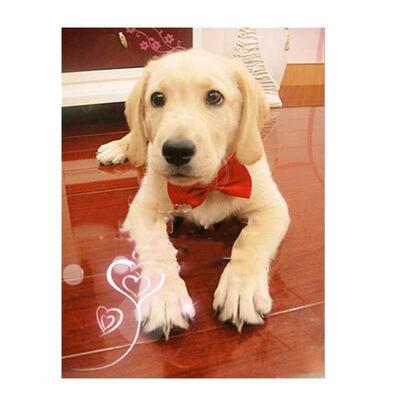 Pet Dog Cat Formal Necktie Reusable Bow Tie Color Portable C