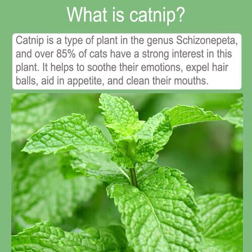 100% Natural Cat nip Organic Catnip Cat toys appetite