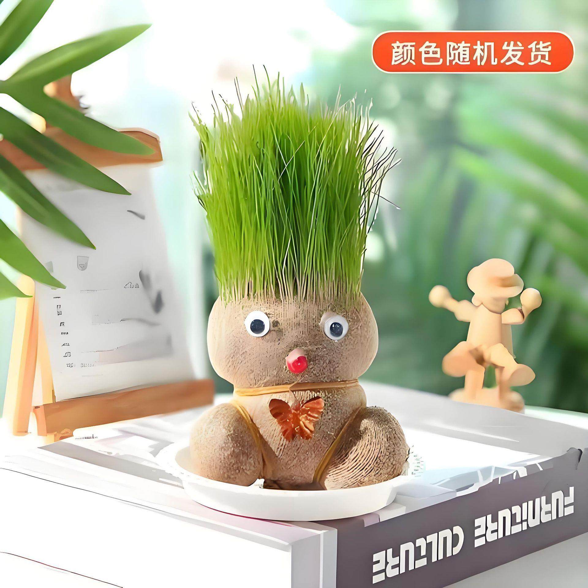 草头娃娃小盆栽长草娃娃开花娃娃绿植水培幼儿园儿童趣味草娃娃