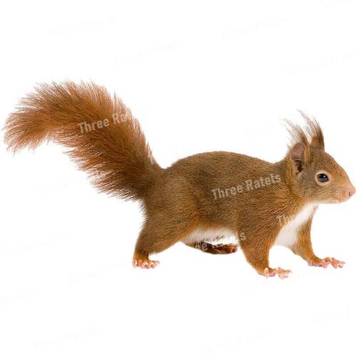 Three Ratels QD115 Witty and lovely little squirrel HD anima