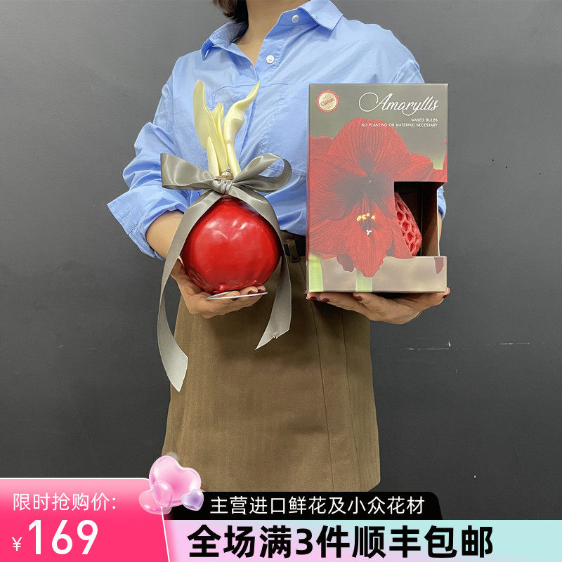 蜜蜡朱顶红鲜切花荷兰进口鲜花全国速递种球无土无水种植球根送礼