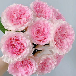 洛神玫瑰云南斗南鲜花基地直发昆明花卉市场真花插花水养花市花束