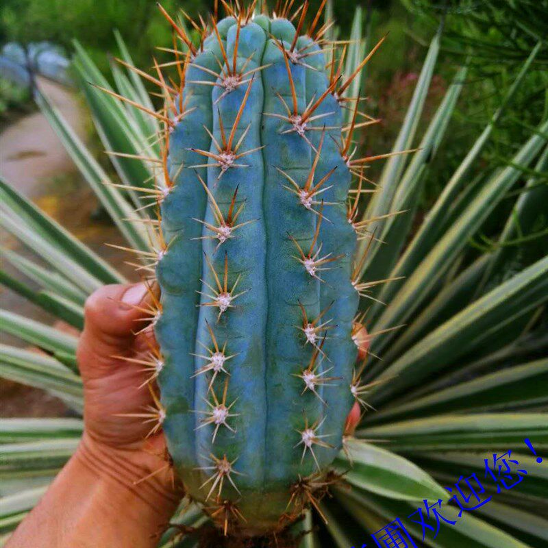 仙人柱  多棱佛塔柱 恐龙柱南美翁 紫艳柱各种蓝色精品绿植小盆载