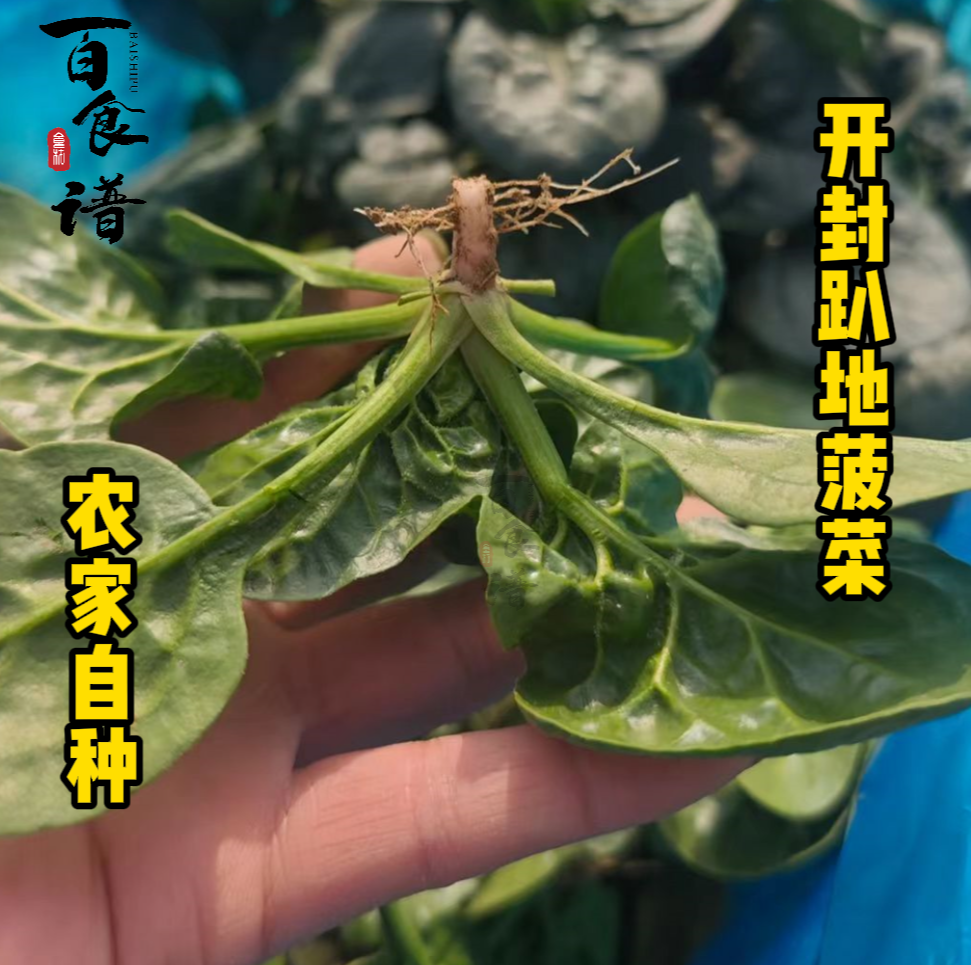 【百食谱菠菜】河南露天现摘现发霜冻矮脚趴地红根菠菜新鲜菠菜,水产肉类/新鲜蔬果/熟食,叶菜类,淘宝优惠券,粉丝福利购,淘宝优惠卷