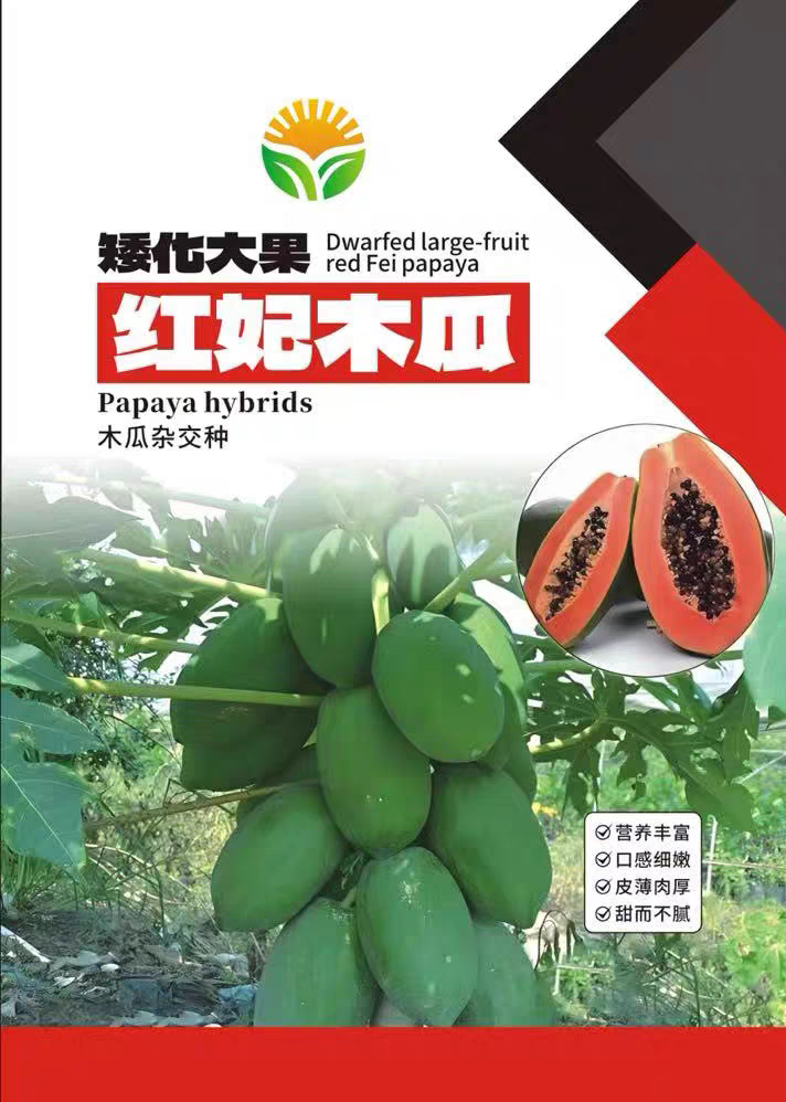 红心红妃木瓜种子苗海南耐寒番木家庭园艺种子