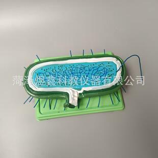 细菌模型 病毒模型 标本染色体鞭毛微生物教学解剖模型