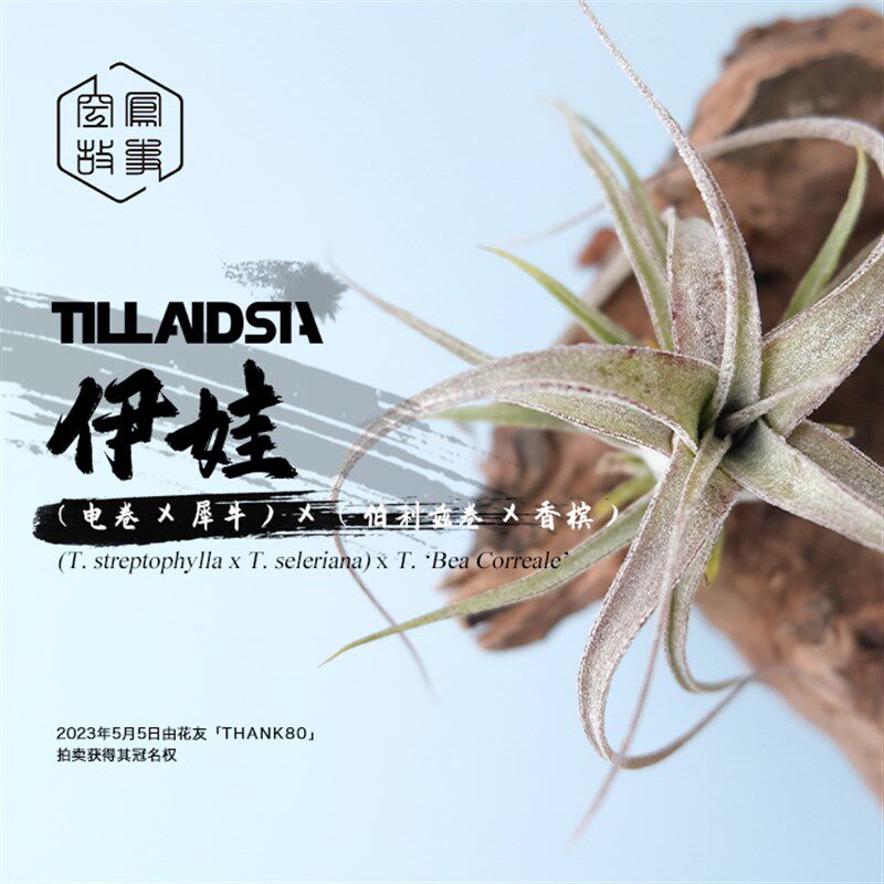 空气凤梨 伊娃(卷犀牛角)BC空凤故事自育室内绿植花卉美观