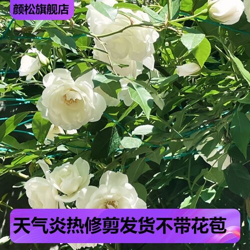 藤冰山月季白色藤本花卉蔷薇花苗带花苞四季开花大苗拱门栅栏爬藤