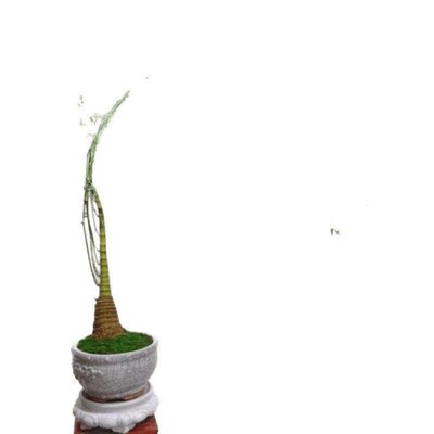 Indoor Small-Leaf Bamboo Potted Plant, Old Stump Small-Leaf