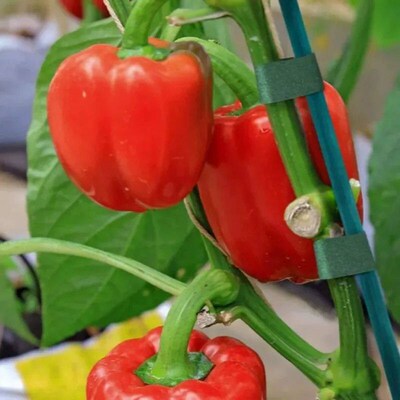 20/100Pcs Plant Support s Home Outdoor Indoor Garden Green T