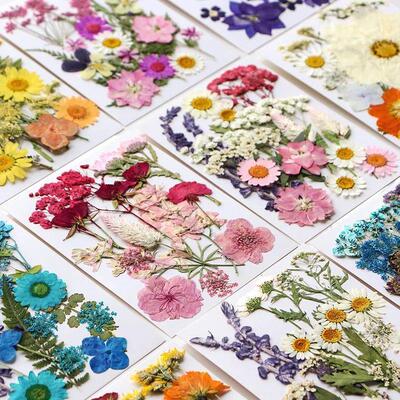Dried Flower Set 1619PCS Pack Pressed Real Natural Flowers