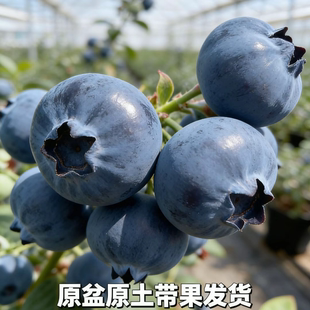 蓝莓树苗花香L25大果F6酸甜可口南北均可种好养好种原盆原土发货