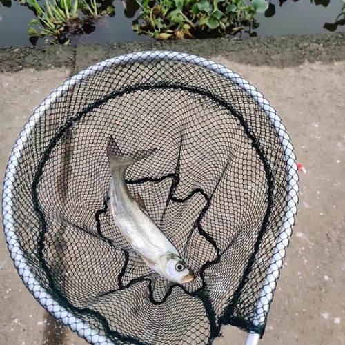 短柄抄网路亚溪流钓微物小抄网方便携带小巧精致便携式细网抄鱼网