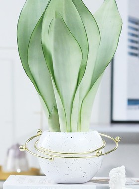 白玉虎皮兰室内桌面防辐射吸甲醛净化空气好养植物北欧