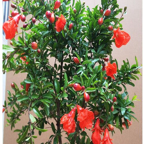 石榴花盆栽带花观赏果树苗室内客厅盆景多季开花庭院植物花卉好养