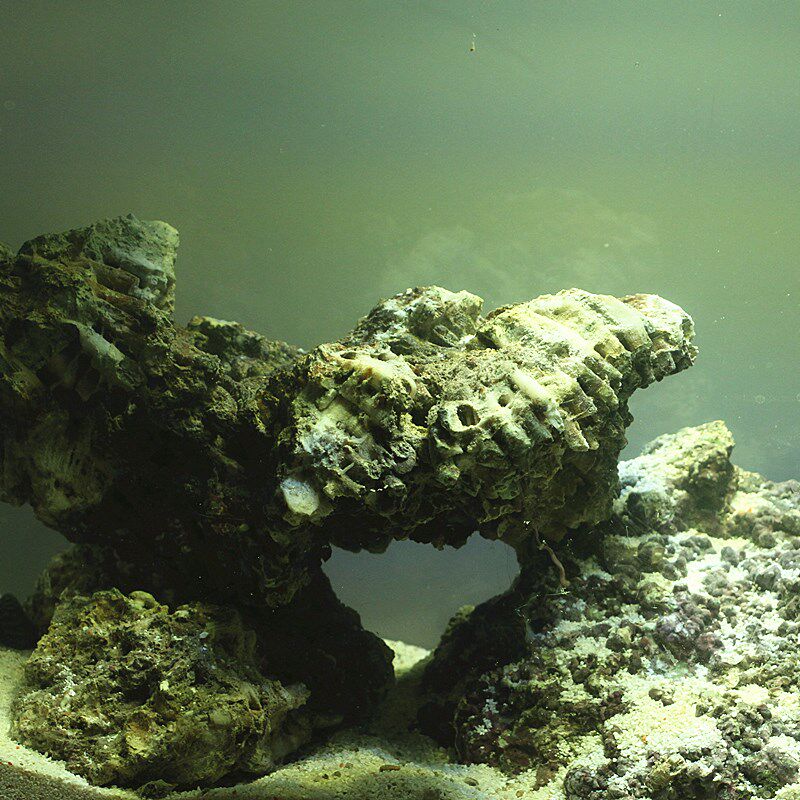 海水活石新鲜海水缸珊瑚缸开缸造景活石深海高钙石柏林系统微生物