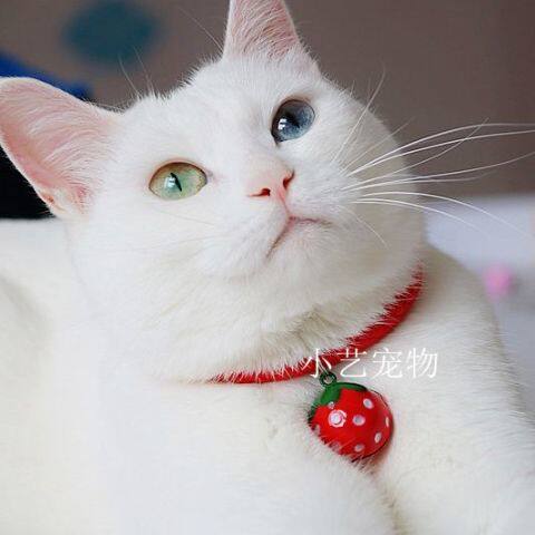 卡通猫咪铃铛项圈小型犬兔子日系可爱红草莓宠物狗狗项链脖圈