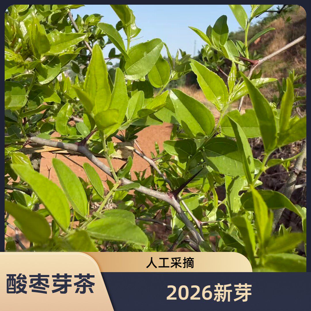 当季野生酸枣芽人工炒制