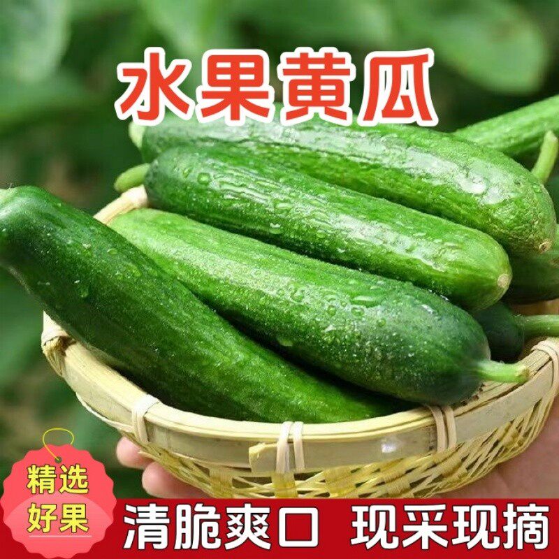 【现采现摘】山东水果黄瓜新鲜应季现采清脆爽口