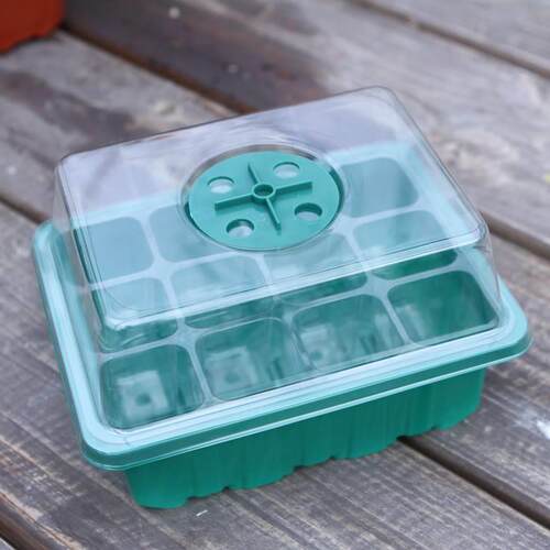 Wolf herder cutting and rearing seedg hole tray succulent